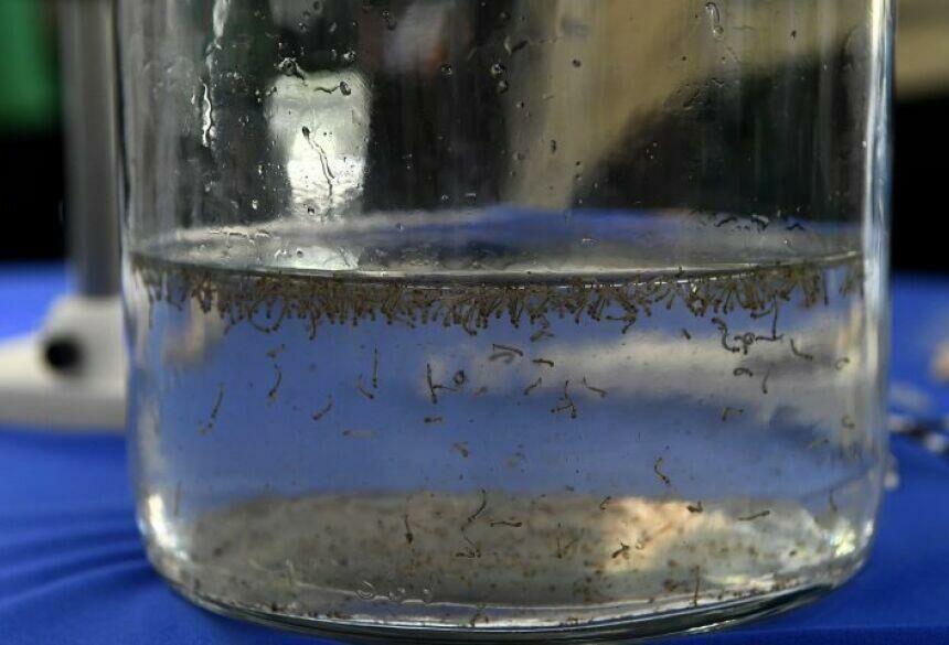 Imagem de compartilhamento para o artigo MS destina R$ 4 milhões para municípios realizarem ações de combate à dengue da MS Todo dia